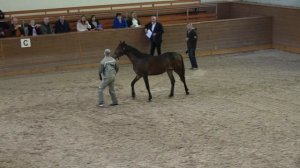 Экспертная выводка молодых лошадей на Московском конном заводе № 1