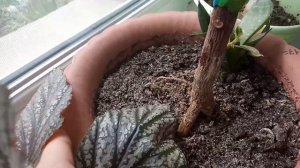 Итоги эксперимента. Фикус Тинеке.