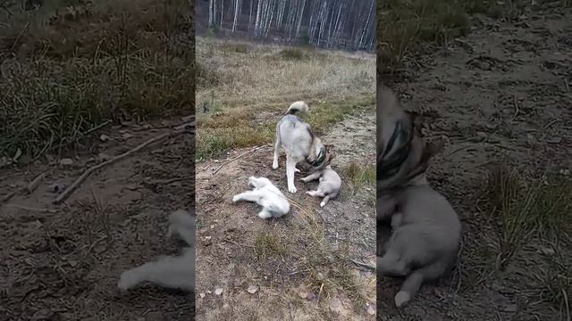 Чему учит волкособ щенков? #щенки #puppy #волкособ #алабайхаски