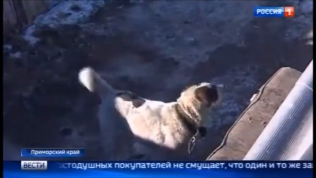 Мошенники выдают дворняг за породистых щенков смотреть онлайн