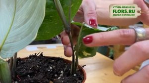 Маранта Бьюти Ким - палитра природы  | Экзотическое комнатное растение