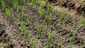 ПОСАДКА ЛУКА ОСЕНЬЮ: сроки, правила, преимущества