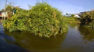 Плавучий рынок TALING CHAN в Бангкоке & дома на воде & огромные сомы