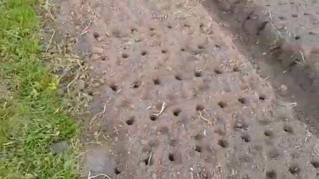 Приспособление для посадки чеснока !!!