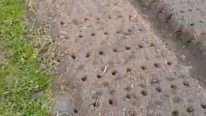 Приспособление для посадки чеснока !!!