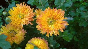 Как добиться пышного цветения хризантем