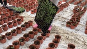 ПИКИРОВКА РАССАДЫ ТОМАТА ОТ АГРО ДВИЖ