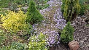 Почвопокровные "чудо-коврики" в саду! Раз посадил и любовь на всю жизнь!!!