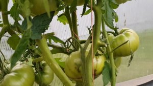 Томат Шоколадная фабрика 06,08,2023