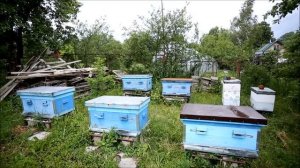 Колодное пчеловодство. Новая колода у бывалого пчеловода.