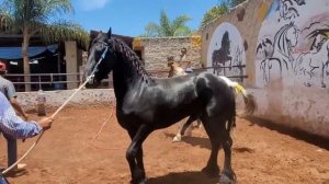 Semental Corindón caballos s3nen primavera con yeguas Cavalos horses, Garanhão e éguaoberto yt2