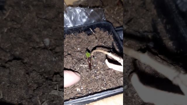 Клематисы из питомника ПосадиКа смотреть онлайн