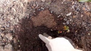 Удобряем розы весной " Нашатырным спиртом"