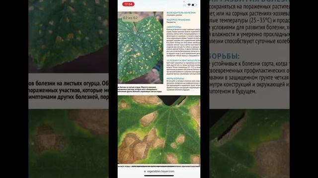 Антракноз огурца определяем и лечим