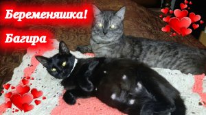 Багира беременяшка! Котик Симба и кошечка Багира, станут родителями! Беременность кошек.