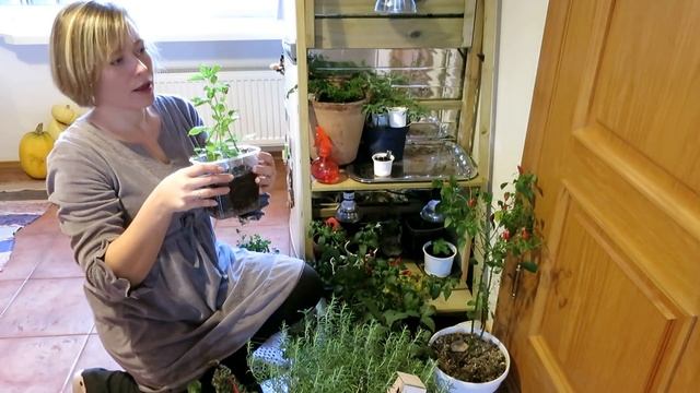 Как организовать домашний огород в квартире? / Что в моем огороде