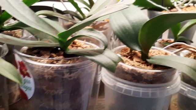 Поливаем вот так и улучшаем иммунитет орхидейкам. смотреть онлайн