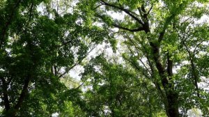 Пение птиц для детей