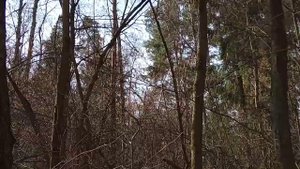 Бамбуковая удочка лучший заменитель в России ей что?Удочка из лещины как сделать