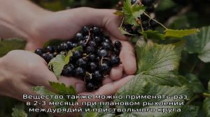 Чем хороша зола для смородины и как её применять с максимальной пользой
