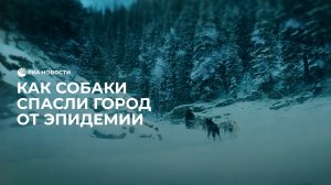 Как собаки спасли город от эпидемии