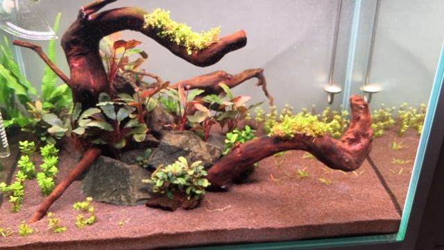 28.05.2023г. 54й день с запуска. Аквариум 96 литров. Новый свет. смотреть онлайн