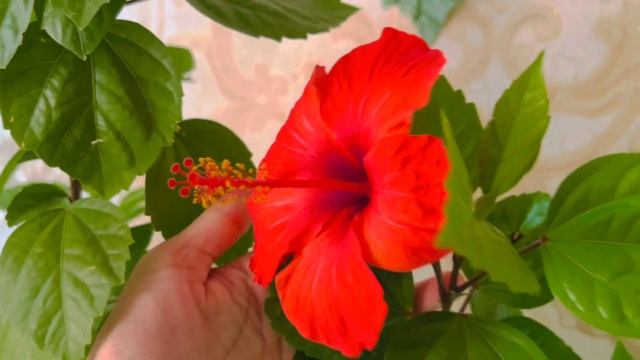 Фиалка и Гибискус цветут, смотреть онлайн