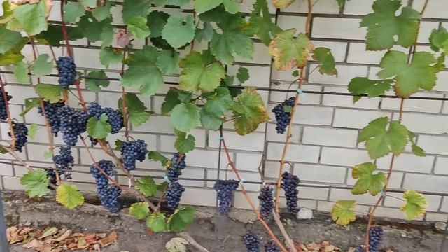 Шардоне Чёрный Жемчуг Цвайгельт. Воронеж. 08.09.2023.