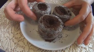 Как посадить рассаду томатов и перцев в торфяные таблетки.