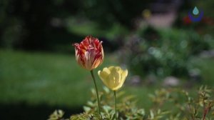 ❗️рецепт подкормки растений из перекиси водорода! Можно и поливать и опрыскивать!