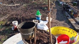 с чего начать при выращивании киви (актинидия)