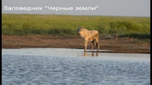 Волки в заповеднике "Черные земли"