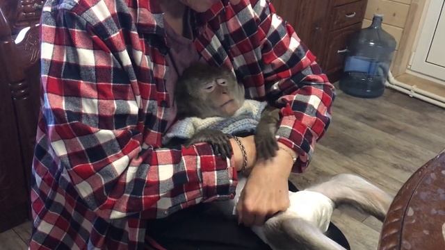 Маша: меняем подгузник. (Домашние макаки) смотреть онлайн