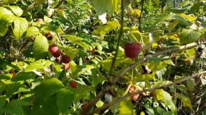 Большой Шелом