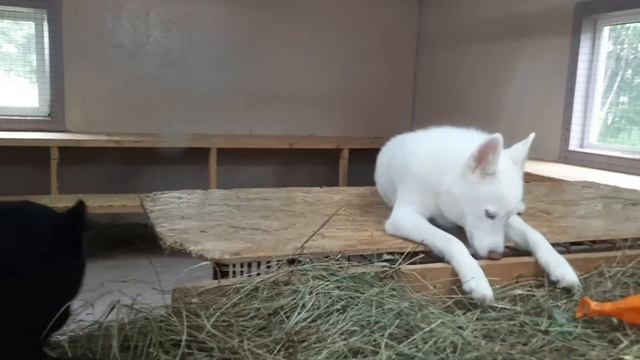 Последние дни лета🌞 Пантера Наоми и Несси подросли🐾 ПАРК ЗЕМЛЯ ПРАЙДА 🌿 смотреть онлайн