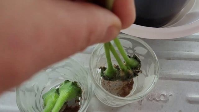 ГЛОКСИНИИ В КОРОКСАХ ПОСАЖЕННЫХ НА ТОСТЕРЫ СЕМЕНА ХЛОРЕЛЛА . НУЖНО ДУМАТЬ ПРЕЖДЕ ЧЕМ ЧТО ТО ДЕЛАТЬ смотреть онлайн