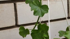 Готовим плющелистную герань к зимовке. Что делаем в Сентябре? ?