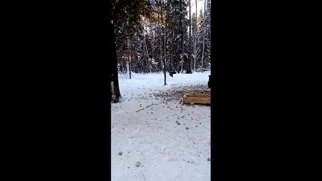 кабаны. Подкормка смотреть онлайн