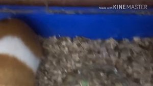 Смотреть всем! Вся правда о поилках для морских свинок и декоративных кроликов. Важная информация😐