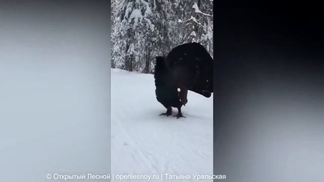 Говорящий глухарь "Иди домой!" Архив 2021 город Лесной смотреть онлайн