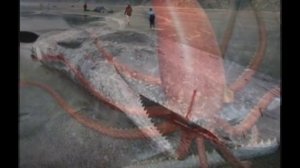 кашалот против гигантского кальмара