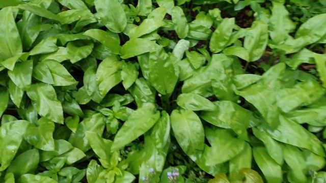 Трутовик,Вешенка,Опята в конце Мая,Сбор Грибов 2022 смотреть онлайн