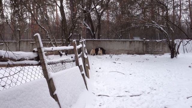 ЗСЛ Банда, Ушлый  исп. по каб. павлоград 9 марта 2013 смотреть онлайн