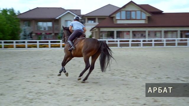 Продан. Тёмно-гнедой мерин, Тракененской породы. смотреть онлайн