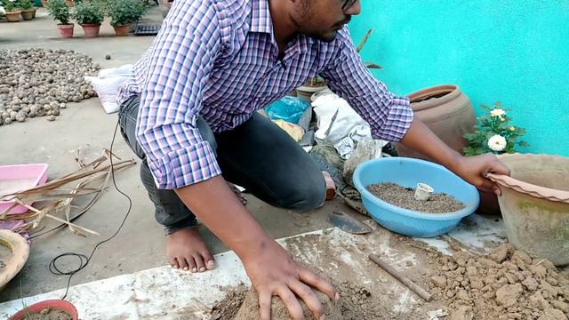 Gladiolus Bulb କେମିତି Store କରିବେ || How to Store Gladiolus Bulbs for Next Season || смотреть онлайн