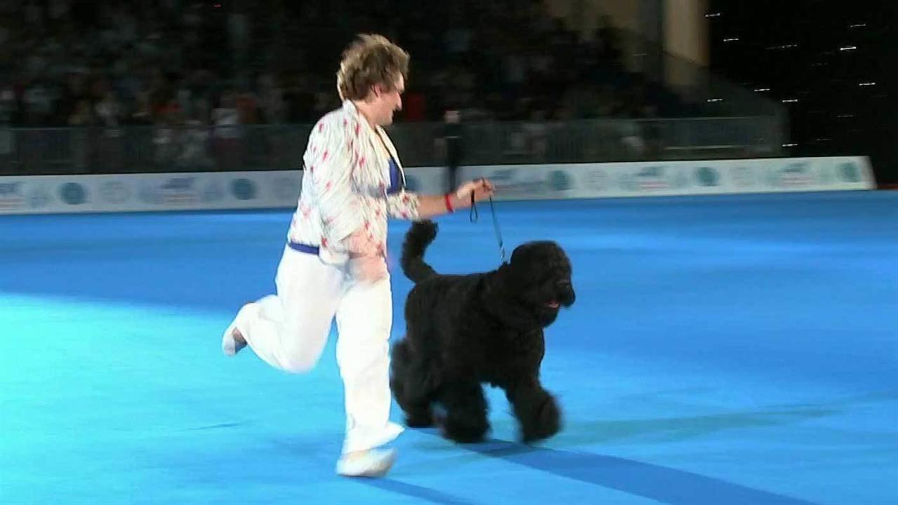 Лучшей собакой выставки "World Dog Show 2016", проходящей в Москве, стал русский черный терьер