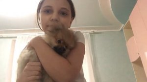 Что нужно знать при покупки шпица??