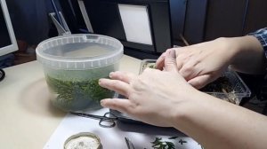 #туя Размножение туи черенками в домашних условиях ч2