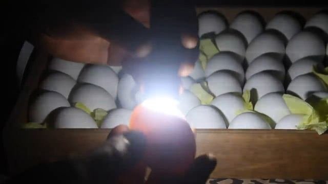 Овоскопирование куриных яиц.