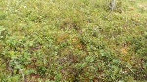 Рыбалка на диком озере. Кандалакша